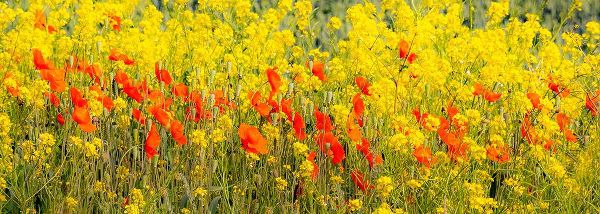 Gulin, Sylvia 아티스트의 USA-Washington State-Palouse red poppies and yellow canola작품입니다.